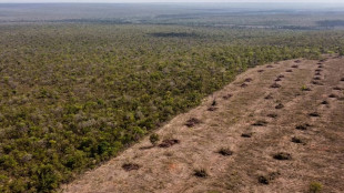 D&eacute;forestation ill&eacute;gale au Br&eacute;sil : Zara et H&M vis&eacute;s par une ONG britannique