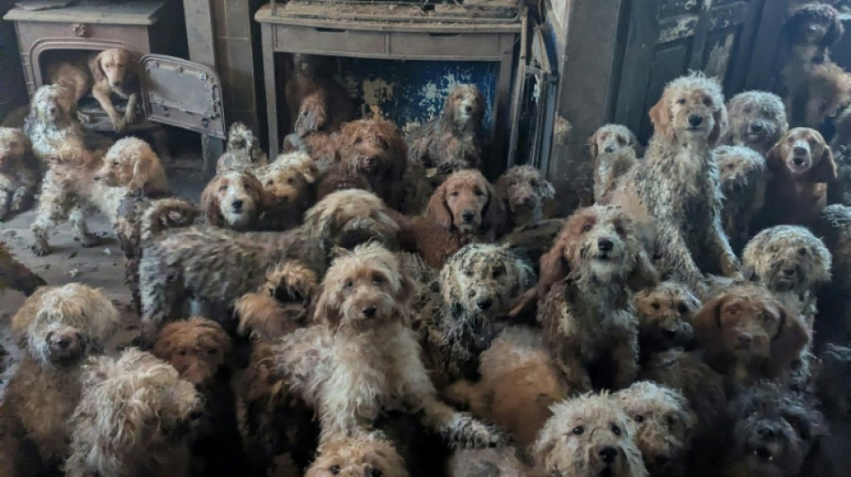 Au Royaume-Uni, une association d&eacute;couvre 250 chiens entass&eacute;s dans une maison