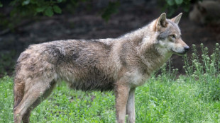 Loups: feu vert de l'Union europ&eacute;enne pour une protection r&eacute;duite