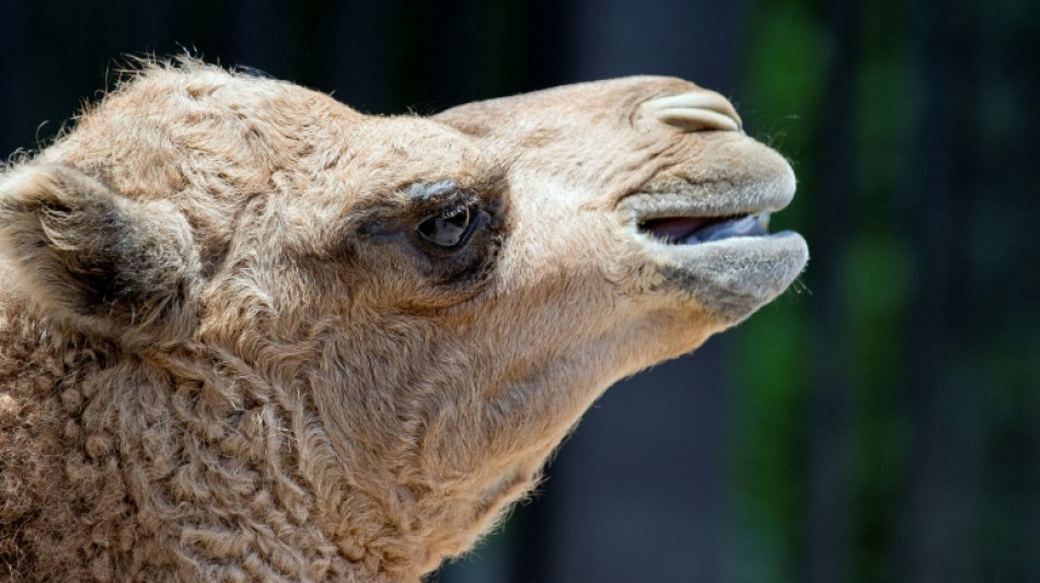 Kamel trifft auf Auto: Zirkustier in Baden-W&uuml;rttemberg verletzt - Wagen Schrott