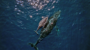 UN body warns over Trump's deep-sea mining order