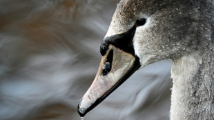 Flugunf&auml;higer Jungschwan sorgt f&uuml;r Polizeieinsatz auf Autobahn in Niedersachsen