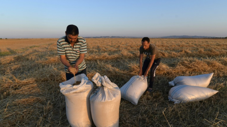 M&aacute;s producci&oacute;n y cereales locales: &Aacute;frica busca alternativas ante la guerra en Ucrania