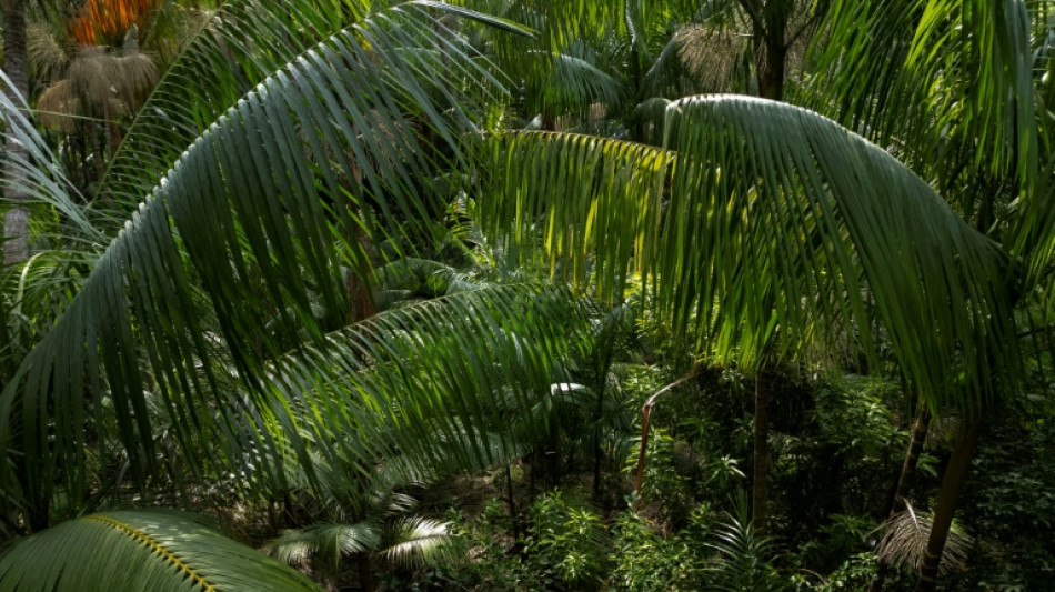  La destruction des for&ecirc;ts tropicales ralentit mais reste inqui&eacute;tante 