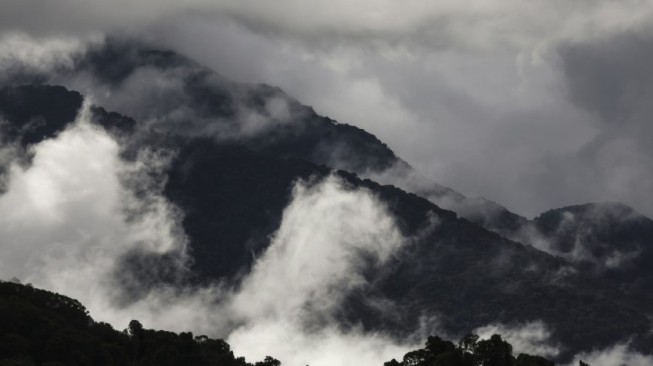 Bosques tropicales en Australia dejaron de absorber más carbono del que emiten (estudio)