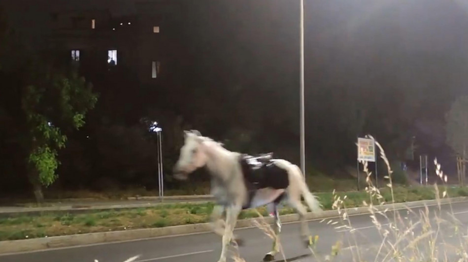 Cavalli in fuga, i vigili coinvolti saranno esclusi dai servizi operativi