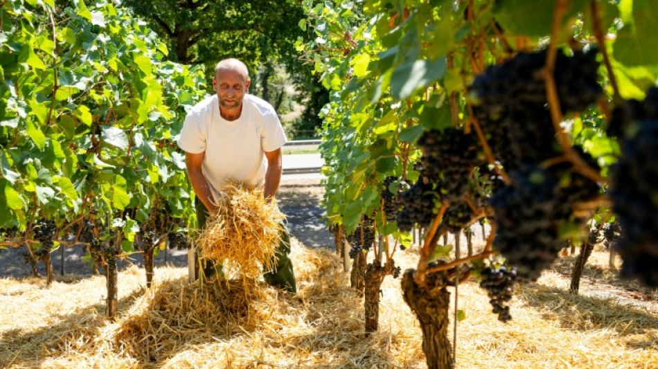 Dans la vall&eacute;e du Rhin, le Riesling &agrave; l'&eacute;preuve du climat