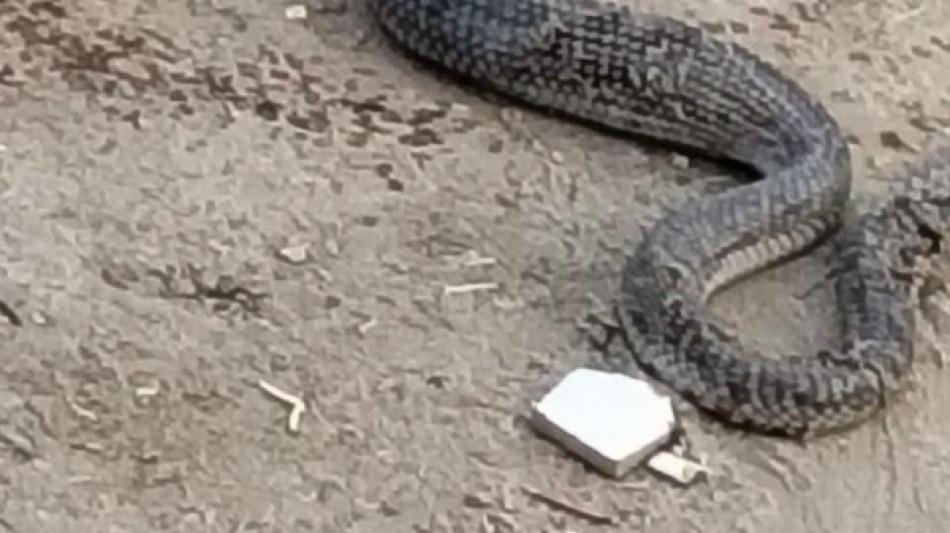  Paura a scuola in Egitto, un cobra trovato in un'aula di un istituto elementare 
