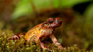 More than 200 new species found in Mekong region: WWF