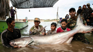 Six poissons-chats g&eacute;ants rares font surface au Cambodge