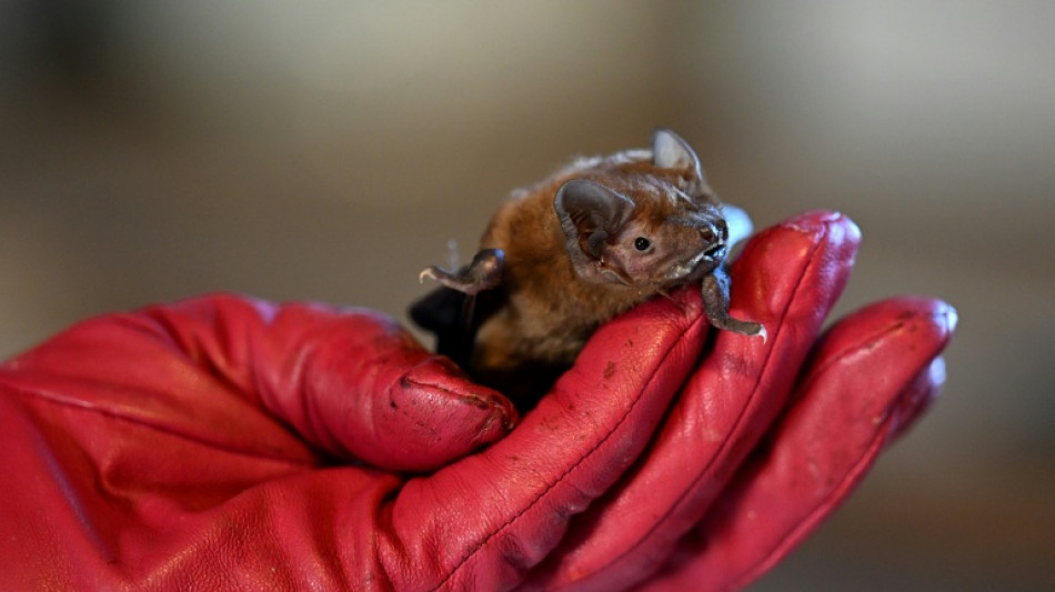 Fledermaus an Düsseldorfer Flughafen "notgelandet" - Zoll rettet geschütztes Tier