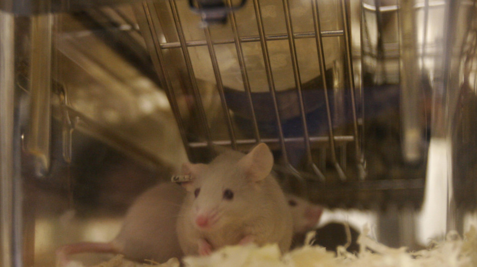  Individuato il meccanismo che attiva il tessuto bruciagrassi 