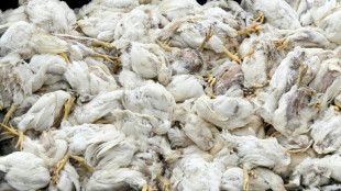 Virologe: Vogelgrippe hat Potenzial f&uuml;r neue Pandemie