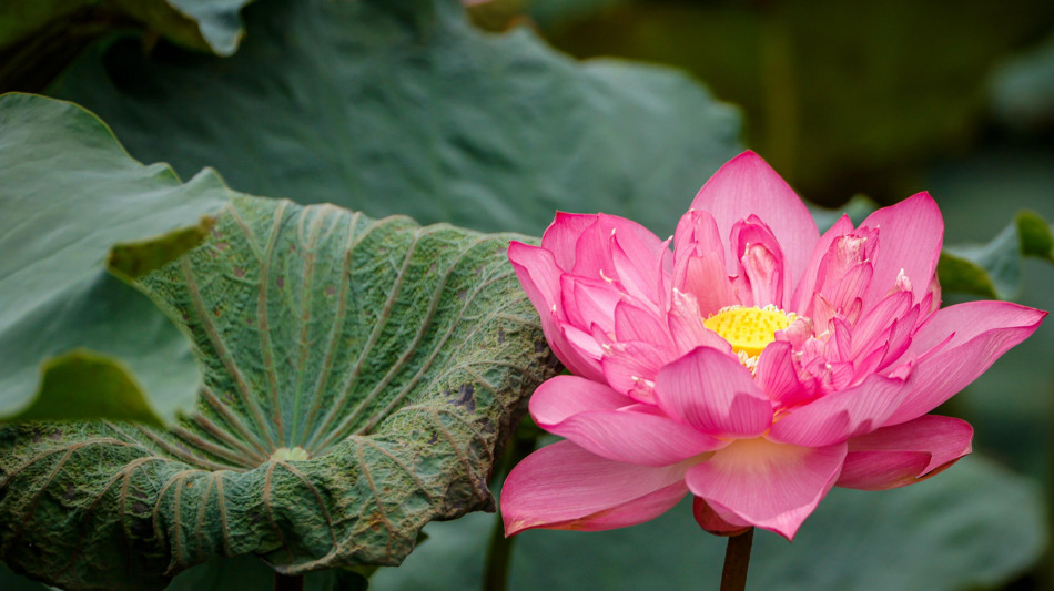  In Vietnam la fioritura del loto, fiore custode di un'identit&agrave; millenaria 