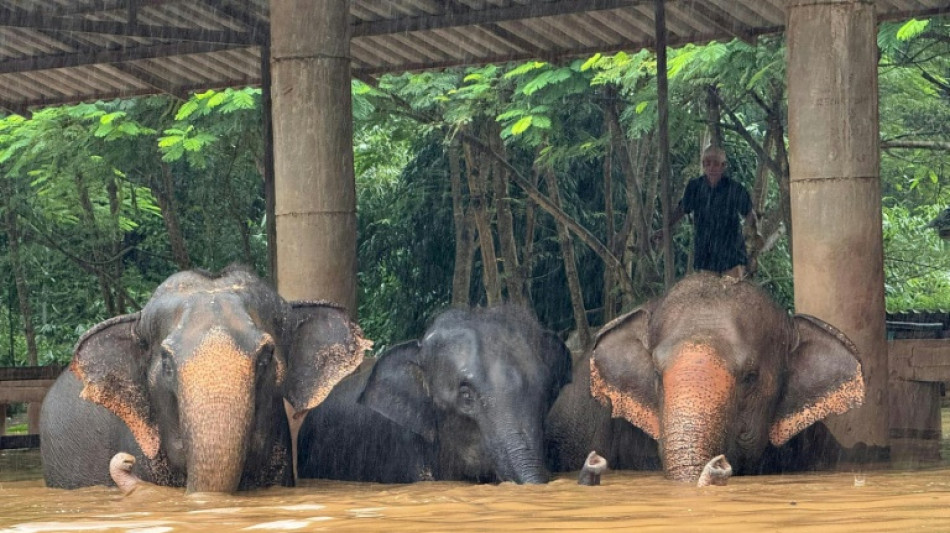 Mueren dos elefantes en una inundaci&oacute;n repentina en Tailandia