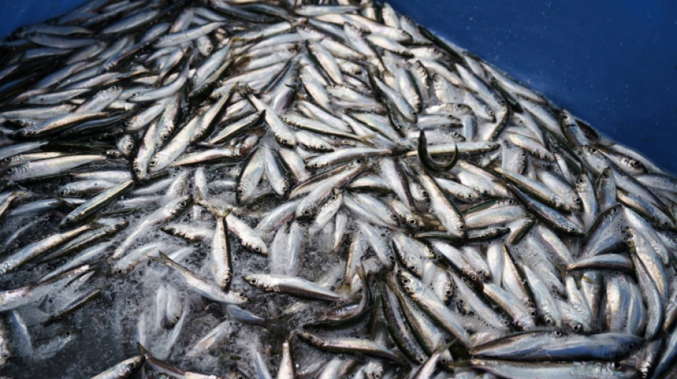 Erstmals nachgewiesen: Heringe kehren zum Laichen an Geburtsort zur&uuml;ck