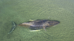 Wal in der Ostsee: Tier in Wismarer Bucht gesichtet