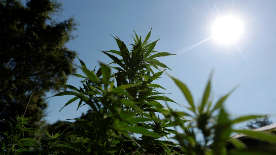  L'administration Trump facilite l'usage m&eacute;dical du cannabis 