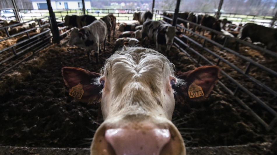  French farmers suffer arid crops, heat-stricken animals 