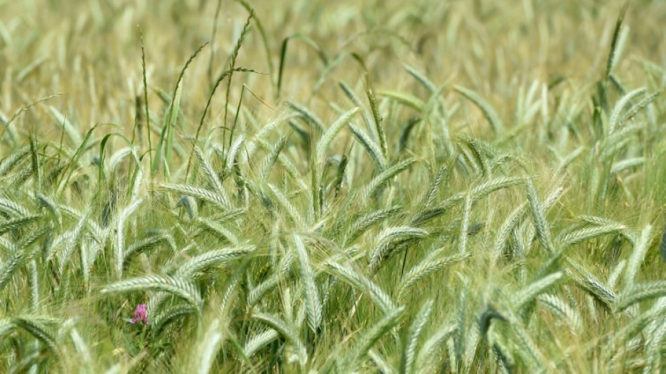  Zufriedenstellende Ernte - Bauernverband beklagt aber "katastrophale Preislage" 