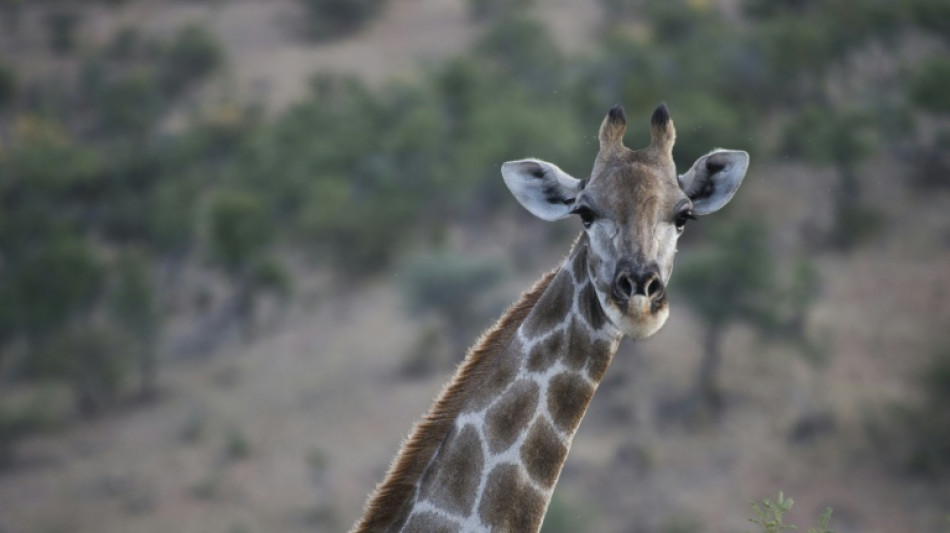  Il n'existe pas une espèce unique de girafes mais quatre 