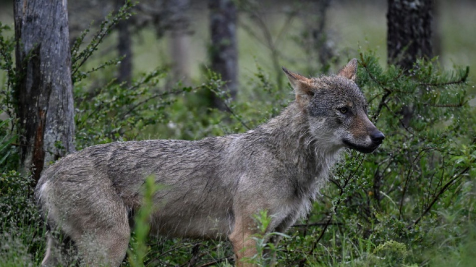 L'Europe donne un coup de croc &agrave; la protection du loup