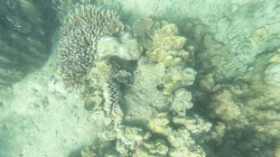 Vast areas of coral reef could resist climate change: study