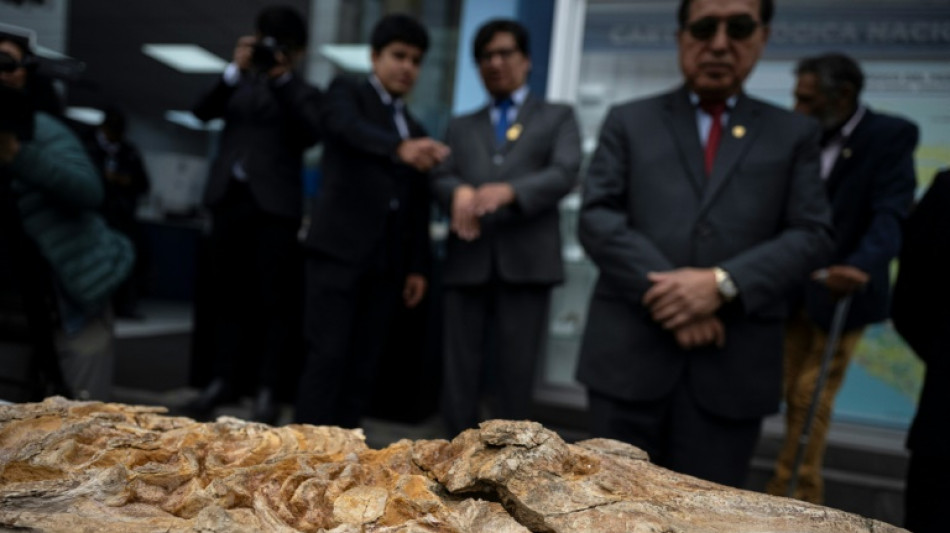  12-million-year-old porpoise fossil found in Peru 
