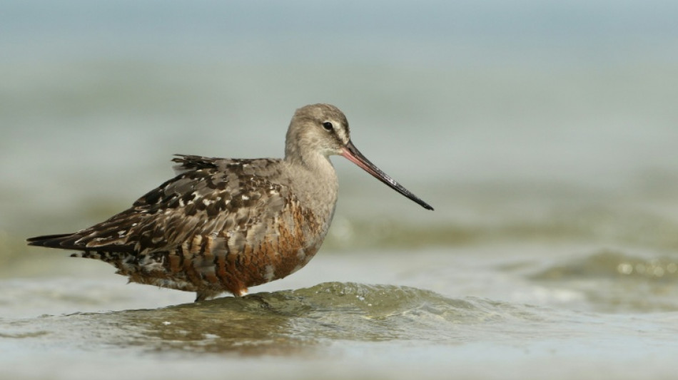  Forty new migratory species win international protection: UN body 