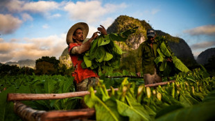 Escasez en Cuba golpea producci&oacute;n de habanos 