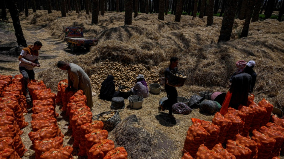  En Egypte, la guerre au Moyen-Orient pousse les agriculteurs &agrave; voir plus petit 