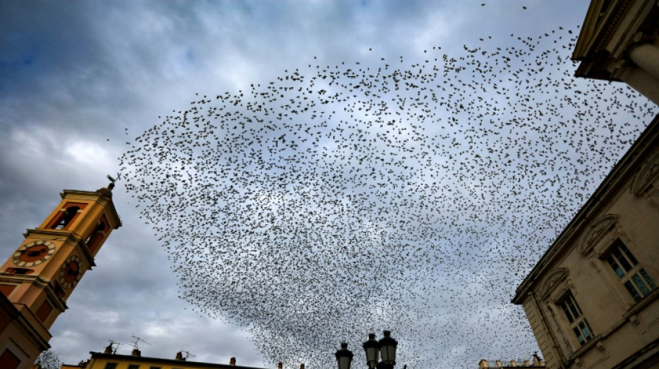  Le bruit affecte fortement les oiseaux et leur reproduction... mais des solutions existent 