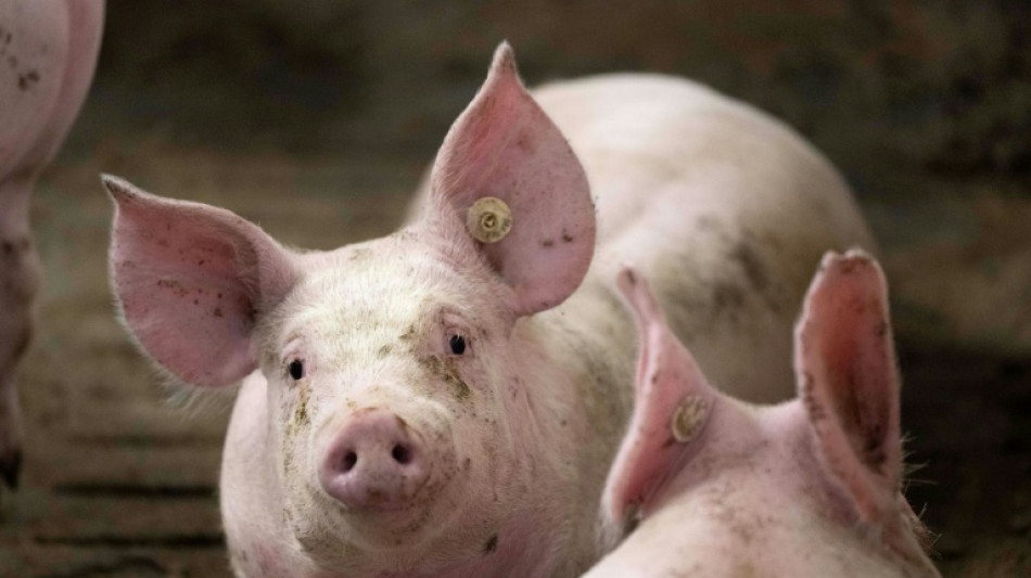  Gericht: Berliner Tiktokerin darf Schwein nicht in Altbauwohnung halten 