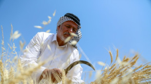 La sequ&iacute;a y la guerra de Ucrania amenazan el trigo en Irak 