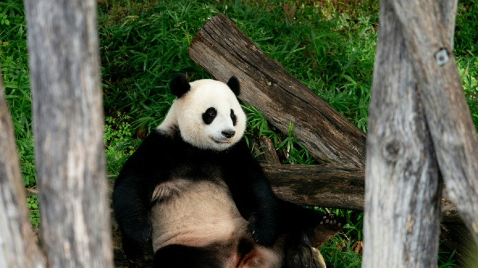 Le coeur lourd, Washington dit adieu &agrave; ses pandas qui s'en vont en Chine 