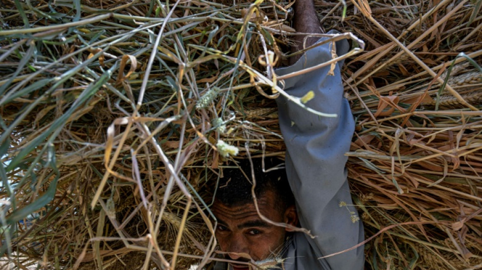  Egypt farmers hit by Iran war price surge 