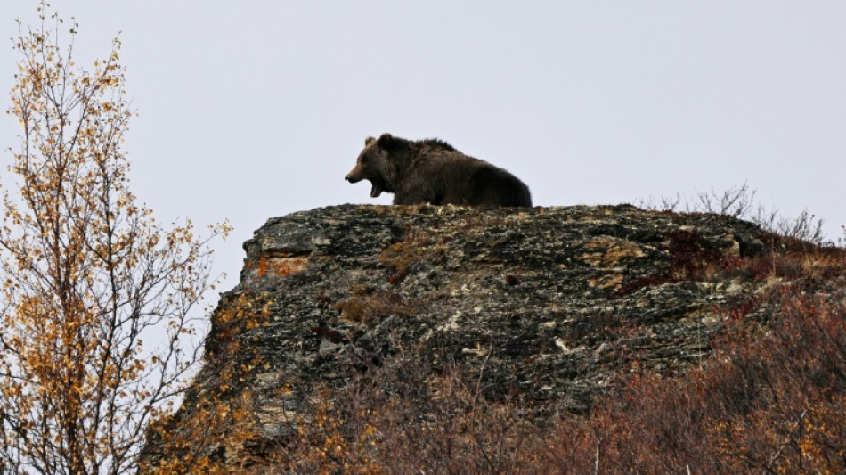  Green groups sue to block Trump rule gutting species habitat protections 