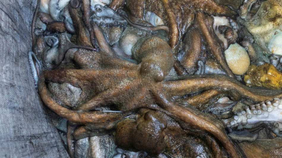  Le spectaculaire retour du poulpe, nouvelle manne des p&ecirc;cheurs bretons 