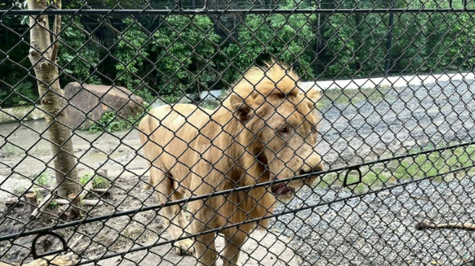  Scrutiny on Thai zoo grows after lion attack 