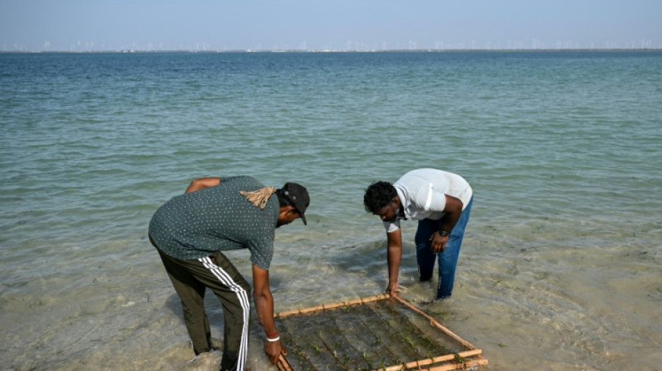  La restauraci&oacute;n de ecosistemas alcanza un r&eacute;cord de 252 millones de hect&aacute;reas, seg&uacute;n la ONU 
