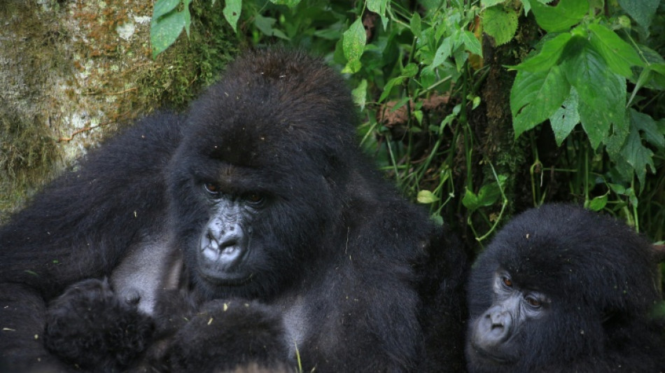 Est de la RDC: nouvelle naissance de jumeaux gorilles de montagne