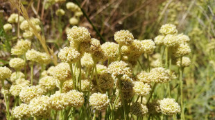 Clima, estinto localmente in Toscana un arbusto endemico