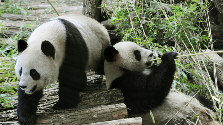  French zoo returns poorly panda and partner to China 