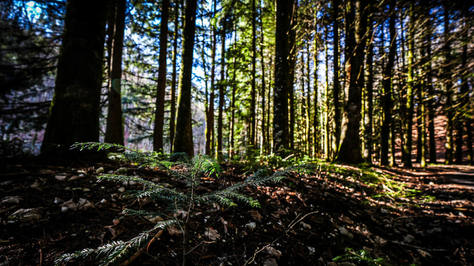  Coldiretti e Federforeste, 'serve una svolta nella gestione dei boschi' 