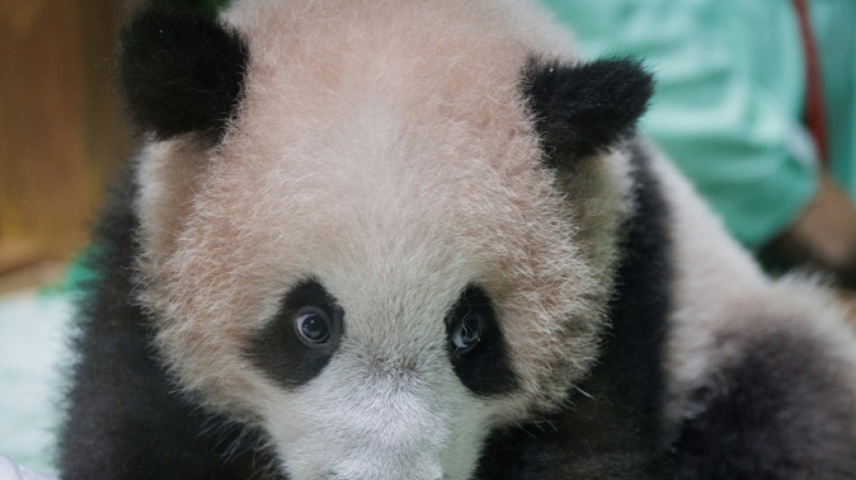  Indonesia's first giant panda is set to charm the public 