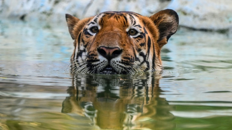  India postpones big cat summit over Ebola outbreak 