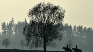 Fohlen von falschem Hengst: Tierarzt muss keinen h&ouml;heren Schadenersatz zahlen
