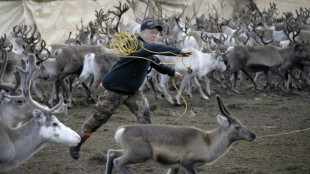 Norvège: à travers fjords, glaciers et montagnes, les rennes achèvent leur transhumance d'été