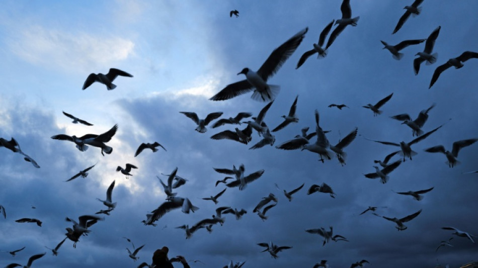  Le bruit affecte fortement les oiseaux et leur reproduction 