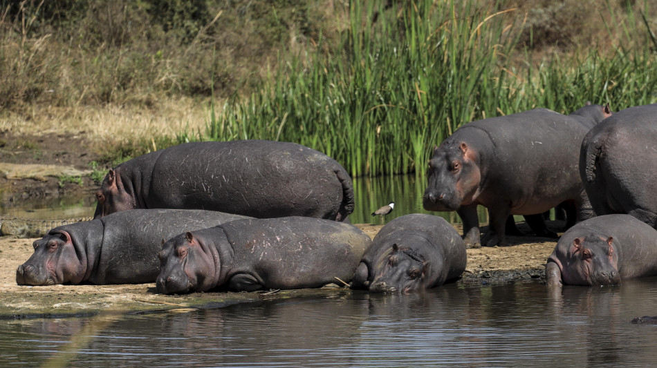  Media, un magnate indiano vuol salvare dalla morte i 'cocaine hippos' di Escobar 